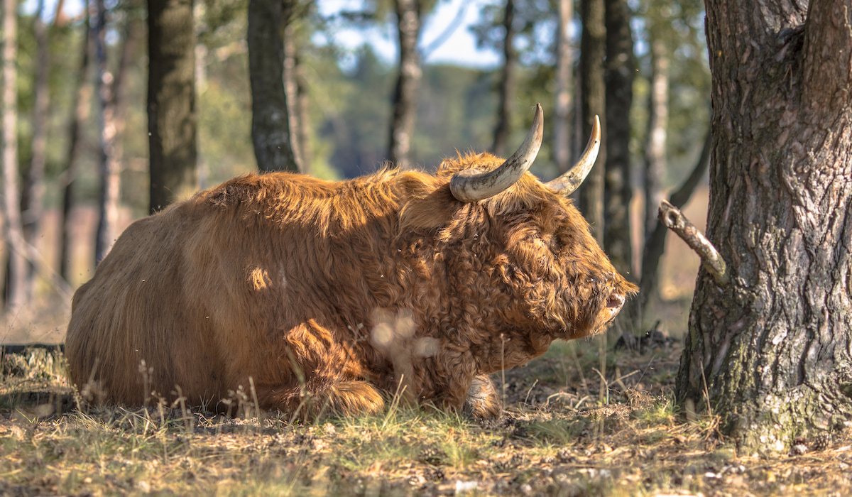 3 Reasons Cows Chew Wood and Eat Bark Farmhouse Guide