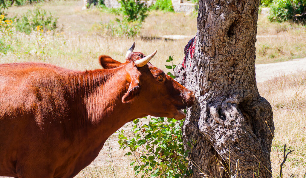 cow trying to eat tree bark