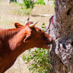 3 Reasons Cows Chew Wood and Eat Bark