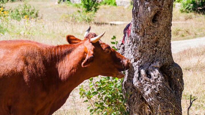 cow trying to eat tree bark