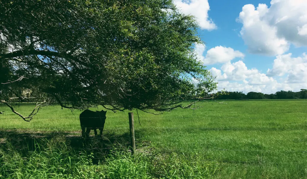 cow under the tree