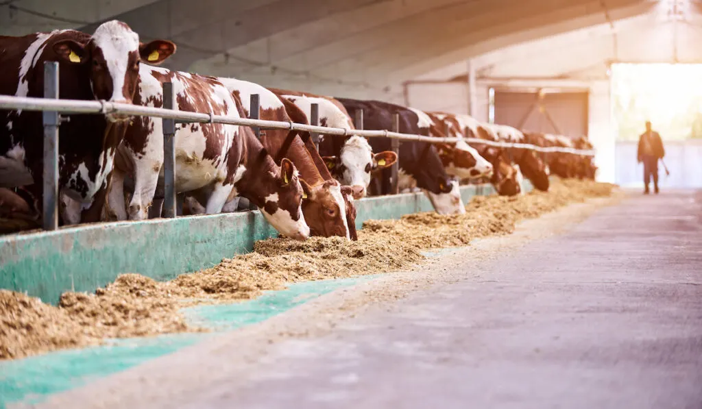 cows in farm