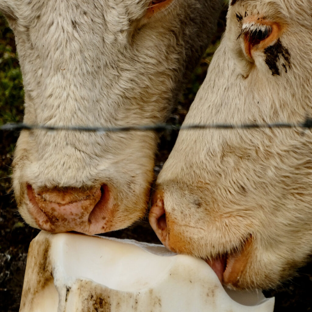 cows licking salt block