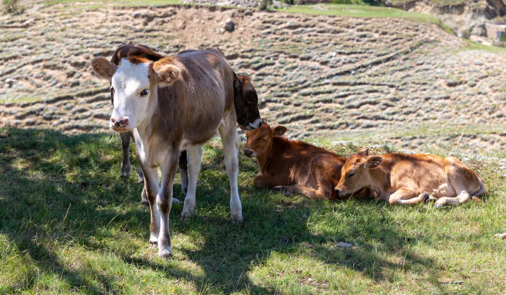 cows under the shade