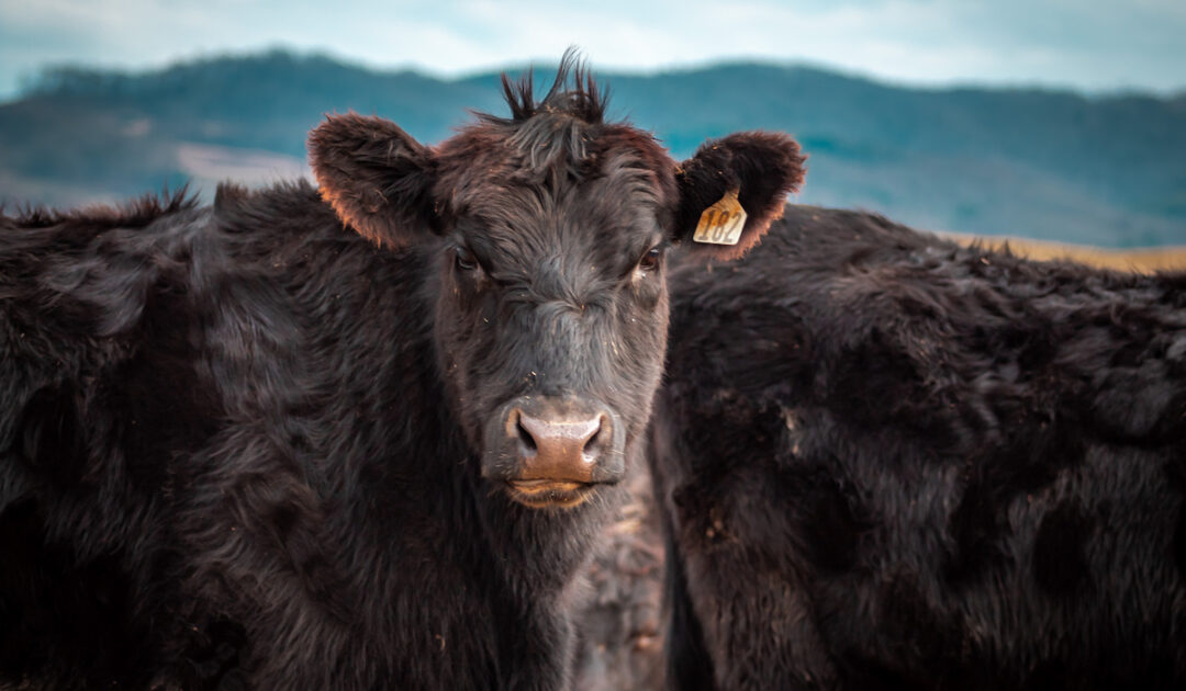Can Cows Eat Bread? Farmhouse Guide