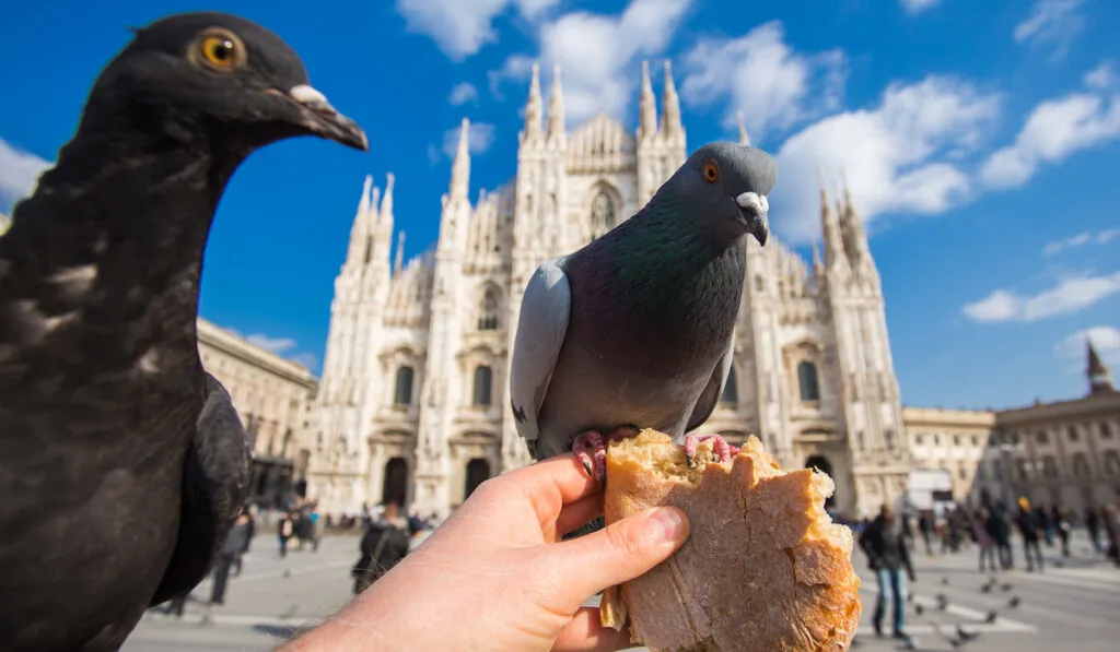 doves and bread