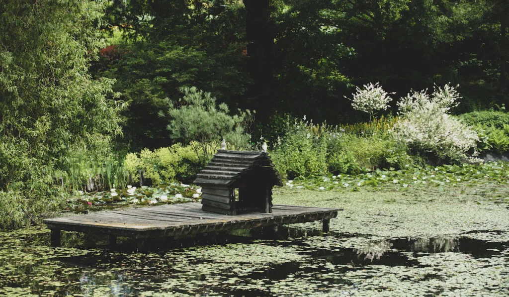 duck house near pond