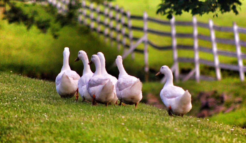 duck outside home