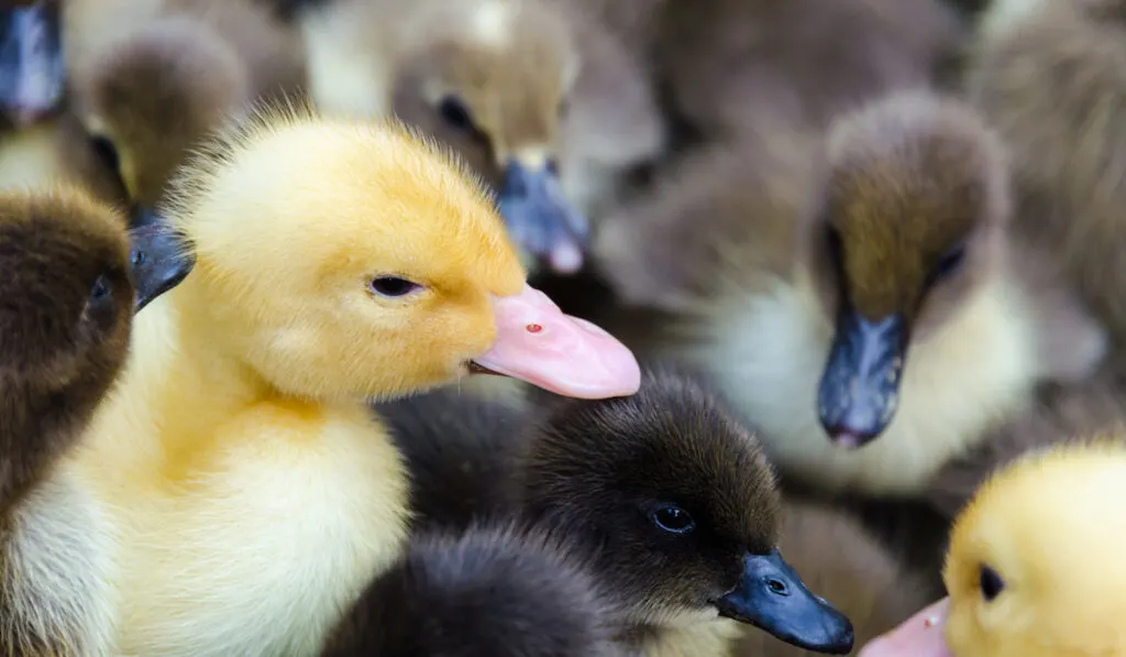 yellow and brown ducklings