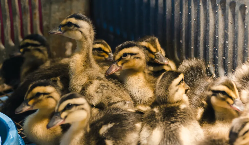 duckling brooder