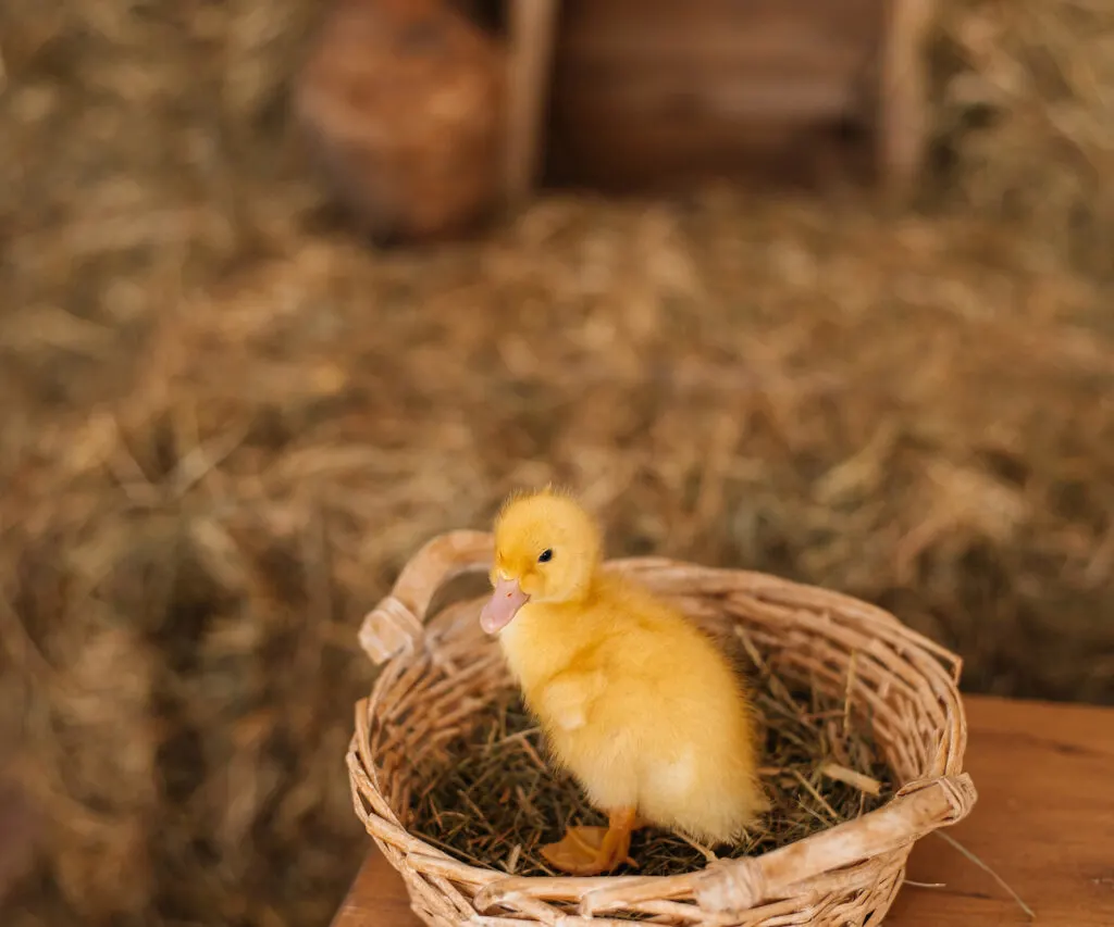 duckling in basket