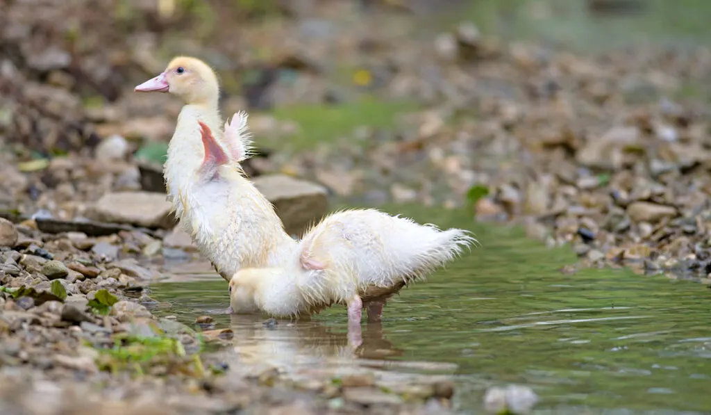 ducklings outdoors