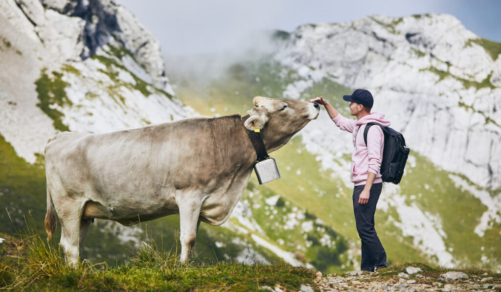man touching the nose of a cow on the mountains