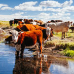Do Cows Sweat? Tips for Keeping Your Cows Cool