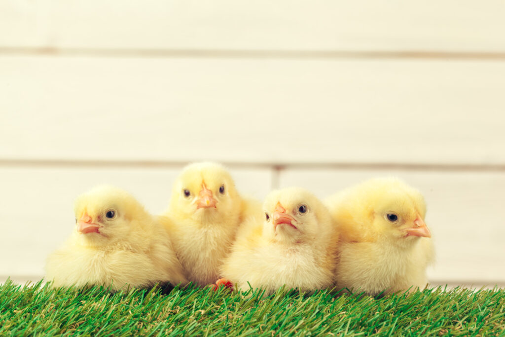 group of little chicks