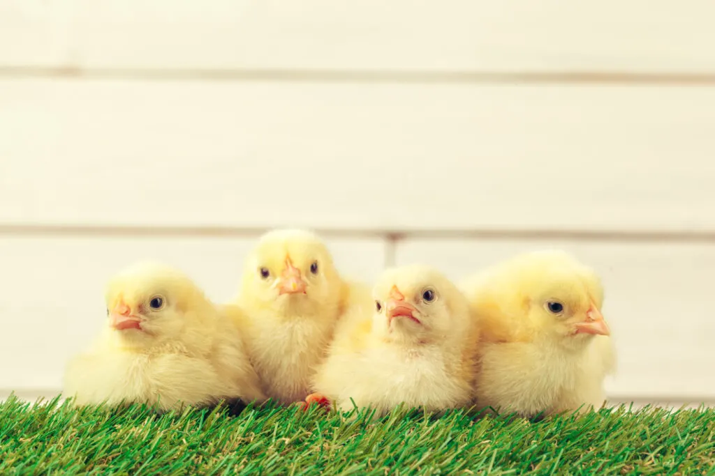 Small Chicks