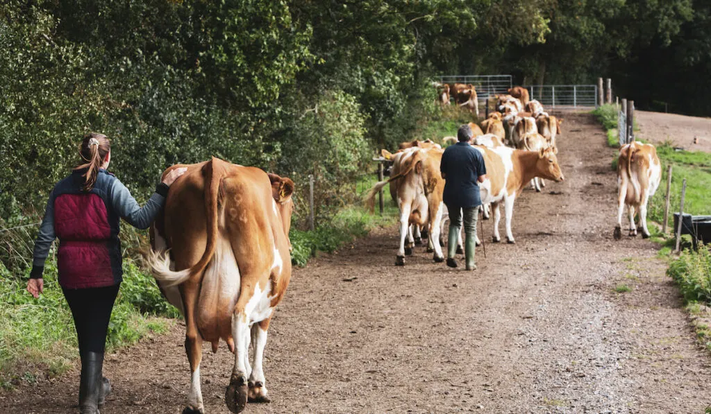 herding cows