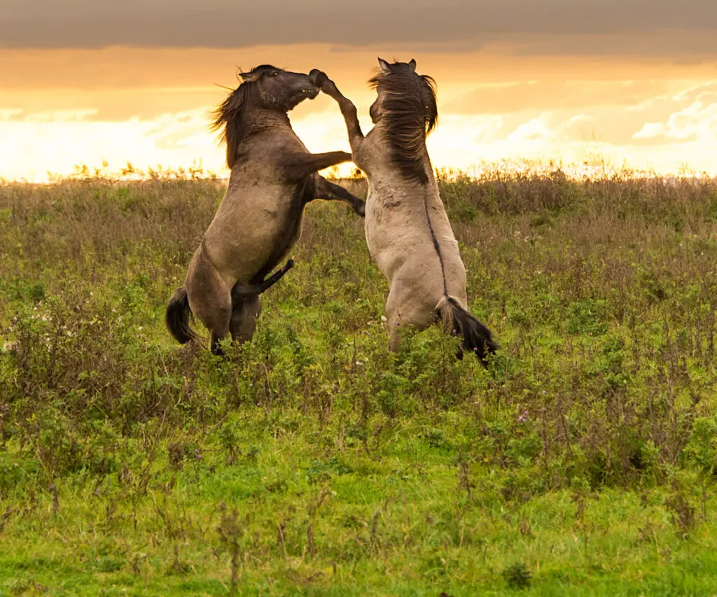 horse dueling