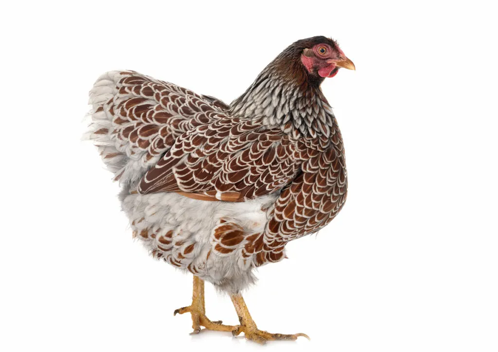 laced wyandotte chicken