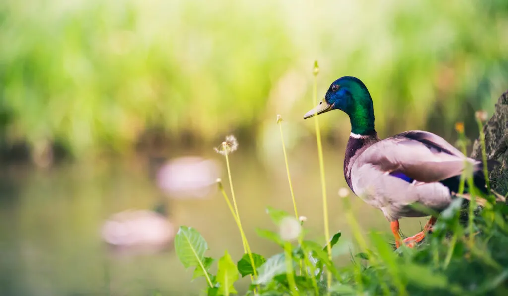 mallard duck