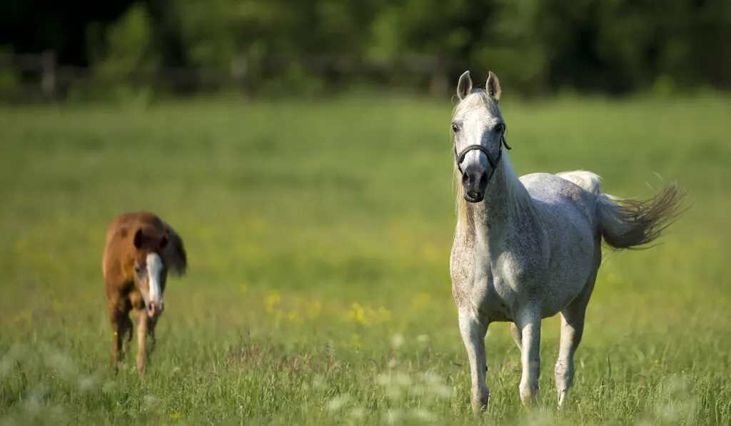 mommy horse and her baby