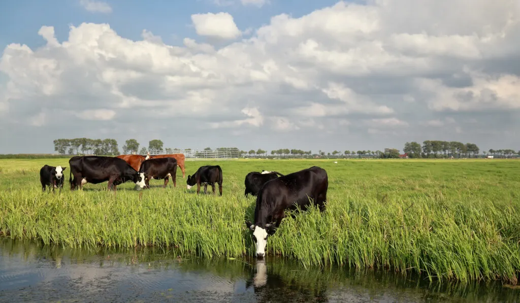 cows on pasture drinking