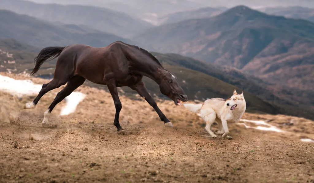 raging horse attacking a dog in the mountains