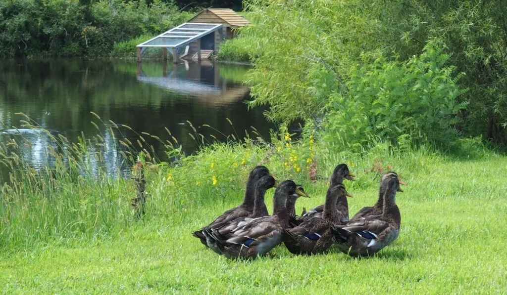 Step By Guide For Raising Ducklings Farmhouse - Is Aspen Bedding Safe For Ducks Step By Guide For Raising Ducklings Farmhouse - Is Aspen Bedding Safe For Ducks