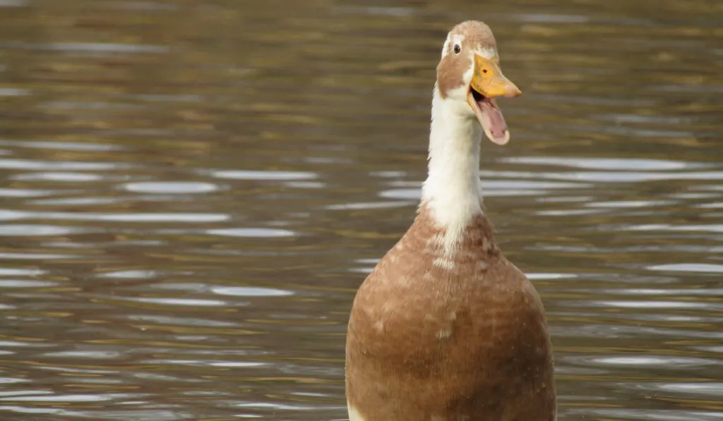 runner duck