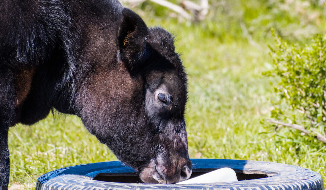 Why Do Cows Need Salt? Farmhouse Guide