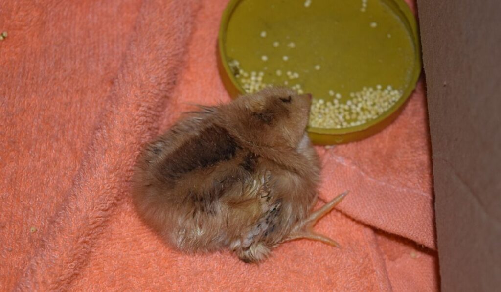 sick baby chick in isolation with vitamin water