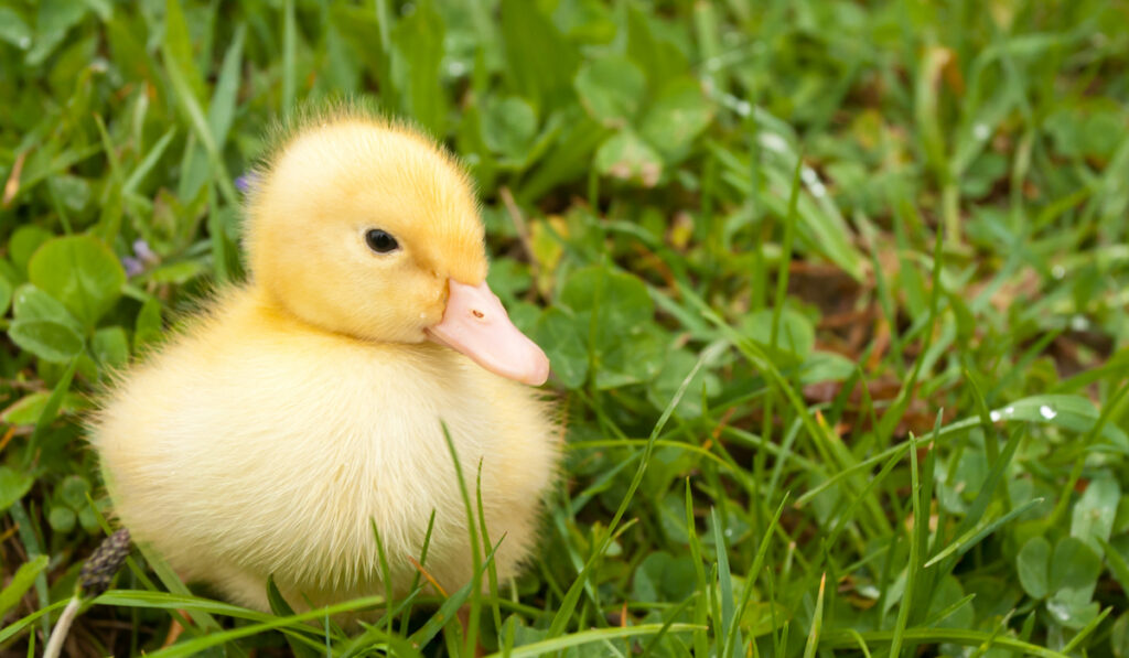 small duckling