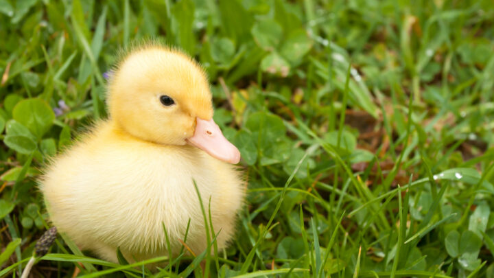 small duckling