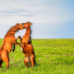 Ways Horses Protect Themselves: Flight & Fight