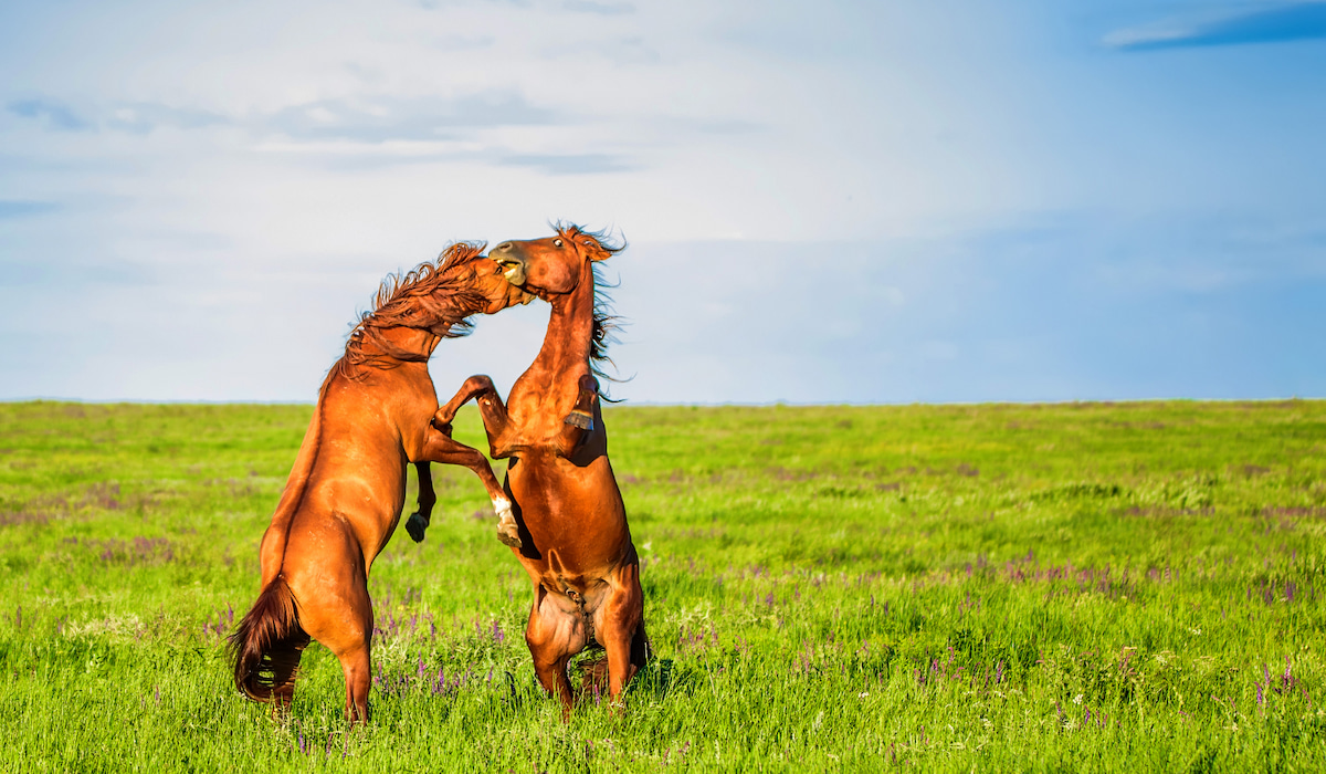 Ways Horses Protect Themselves Flight & Fight Farmhouse Guide