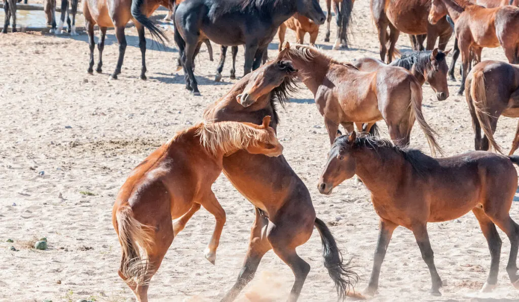 wild horses engaging