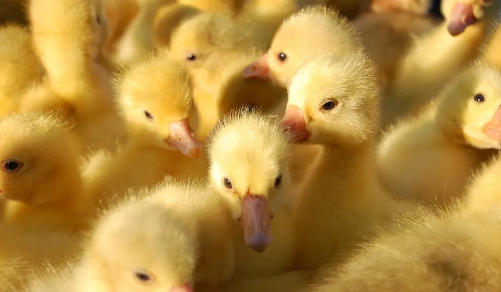 yellow ducklings