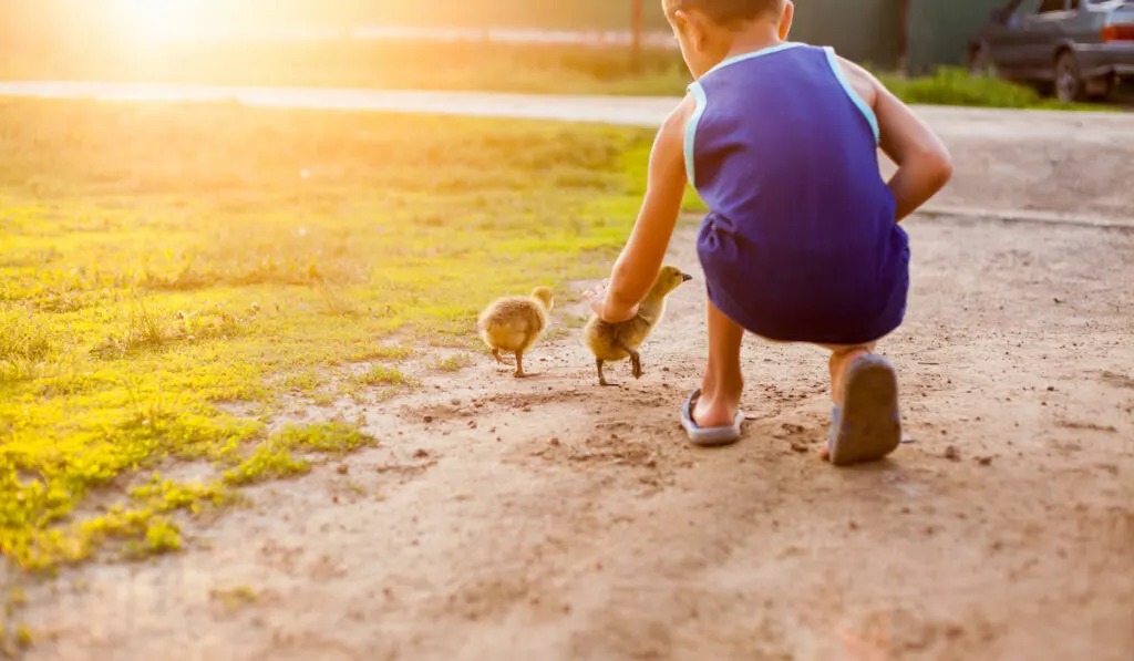 young boy patting ducklings