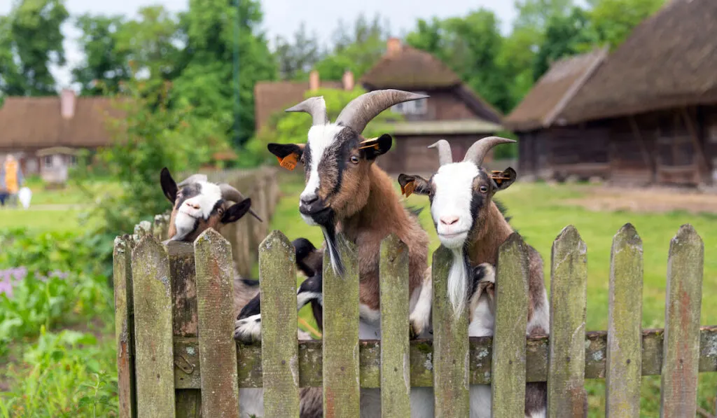3 goats trying to escape