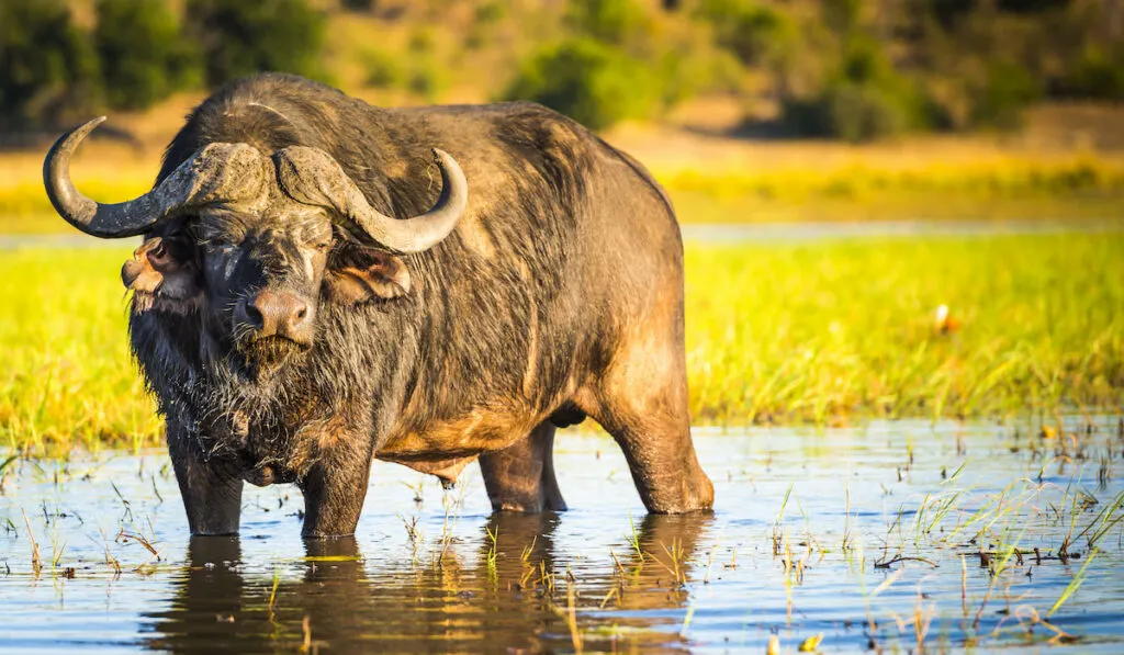 african buffalo 