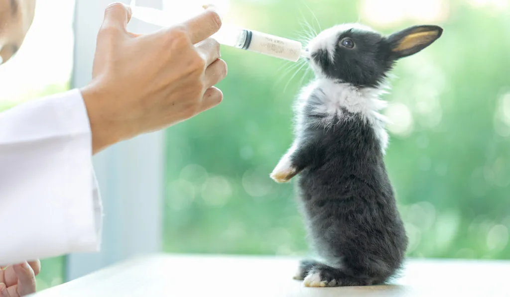 bottle feeding a rabbit