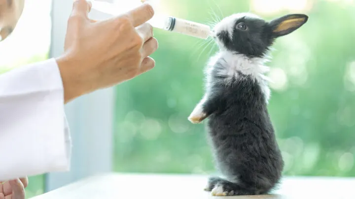 baby rabbit drinking milk