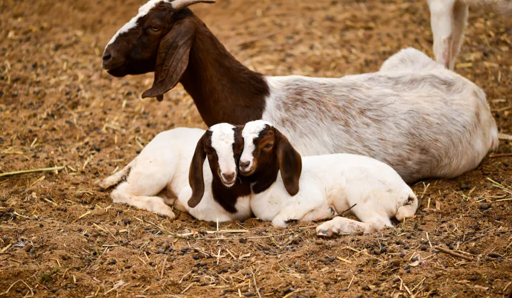 boer goat buck head