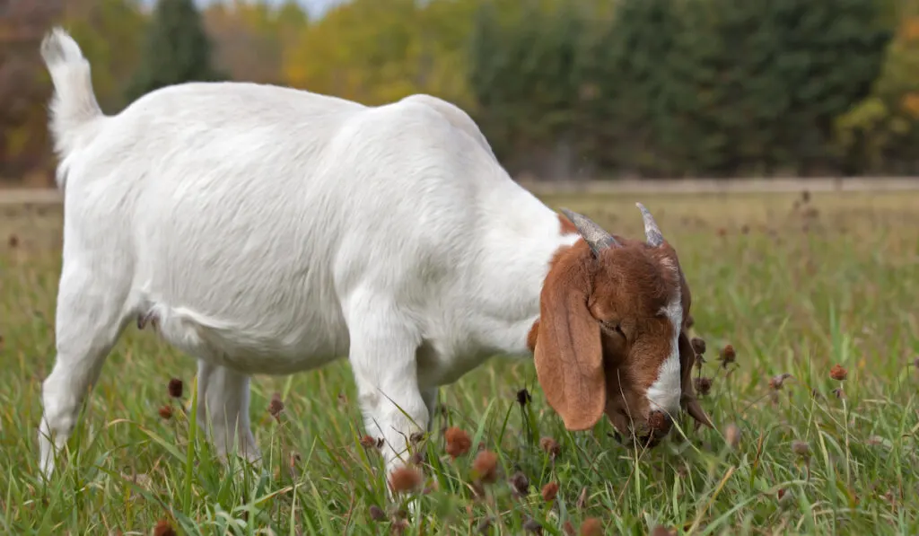boer goat eating