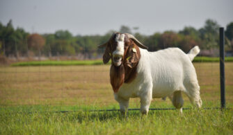 Boer Goat Breed Profile - Farmhouse Guide
