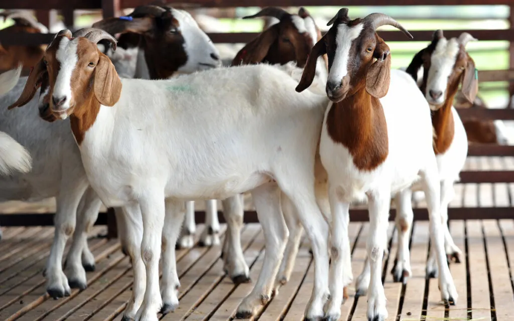 boer goat home