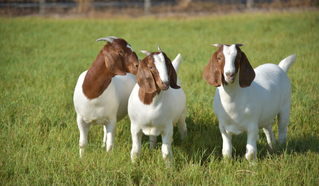 three boer goats in the field