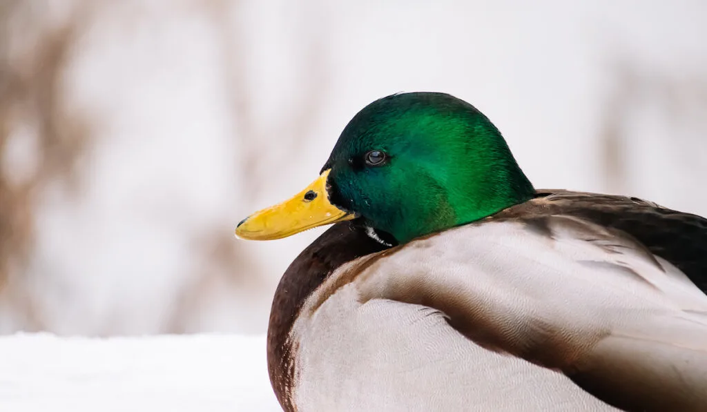 brown duck during winter