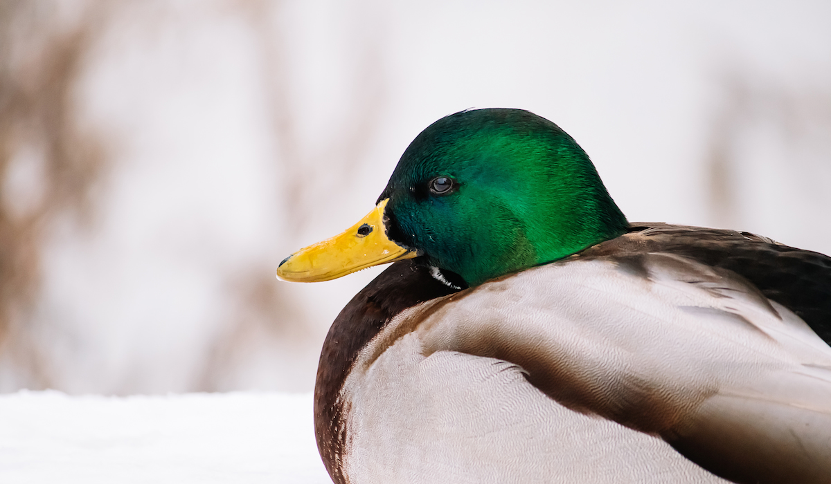What Temperature is Too Cold for Ducks? Farmhouse Guide