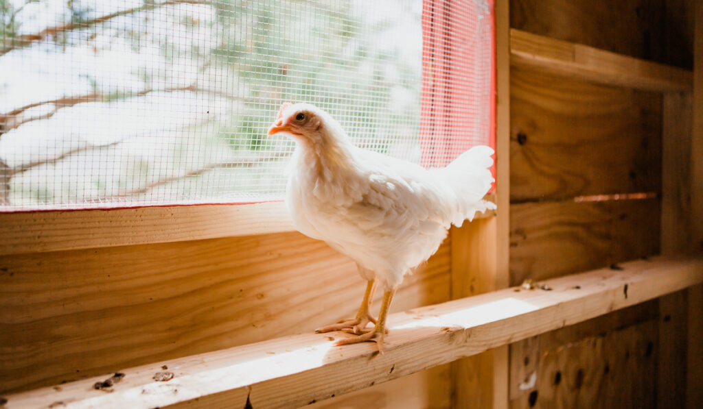 chicken looking outside from coop